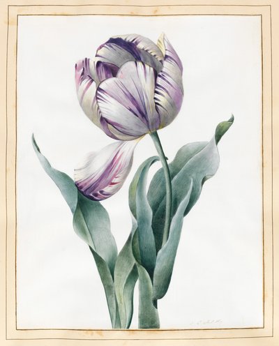 Rembrandt Tulip by Louise DOrleans